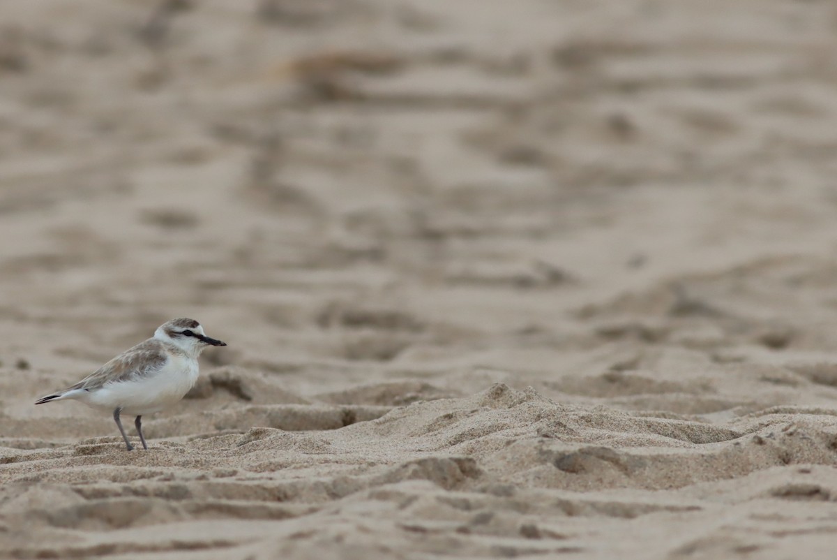 Белолобый зуёк - ML646574979