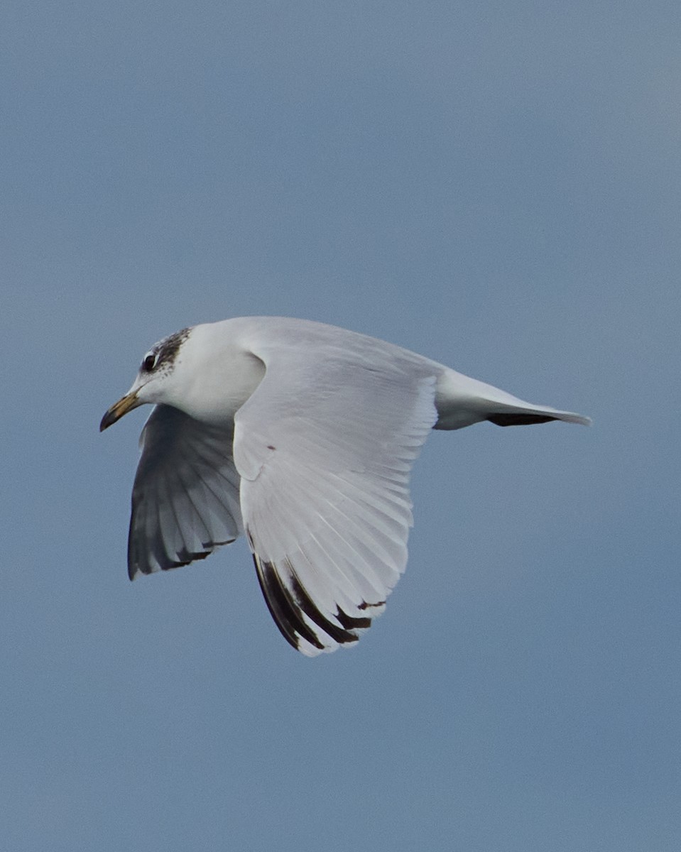 Mediterranean Gull - ML646574980