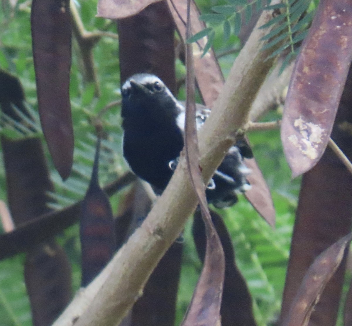 Northern White-fringed Antwren - ML646574982