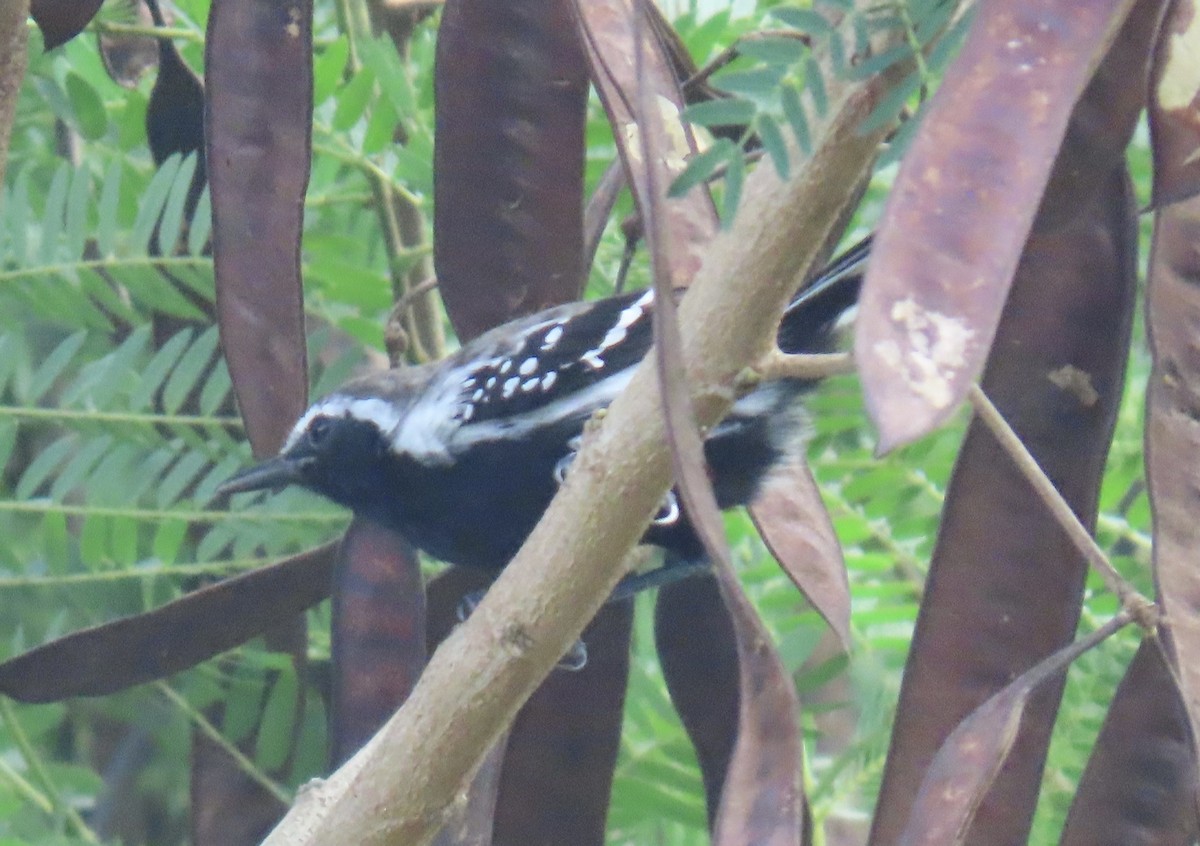 Northern White-fringed Antwren - ML646574983
