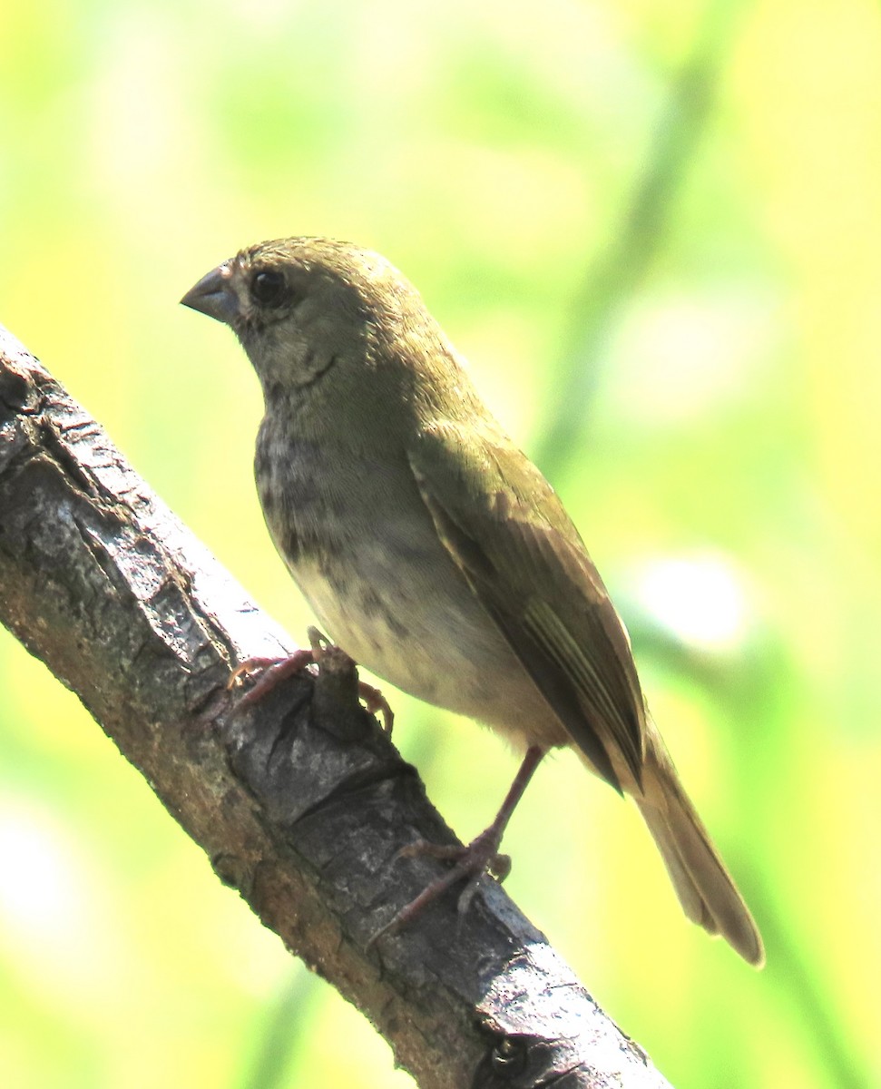 Black-faced Grassquit - ML646574989
