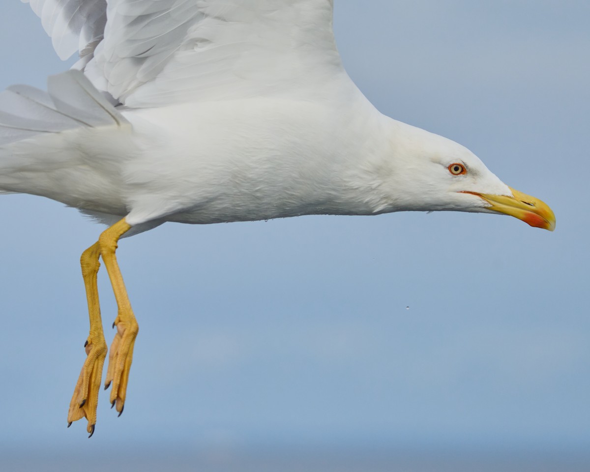 Yellow-legged Gull - ML646574993