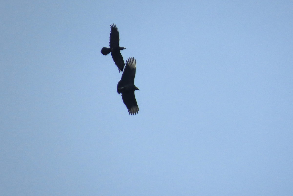 Erroi handia - ML646574994