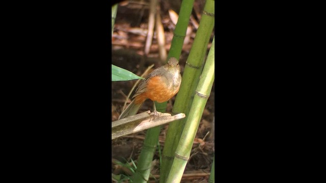 Rufous-bellied Thrush - ML646575003