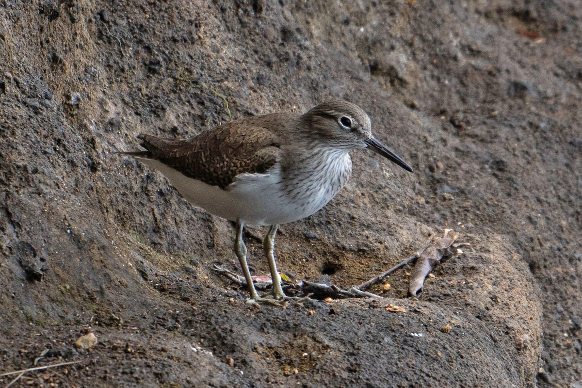 pisík obecný - ML646575004