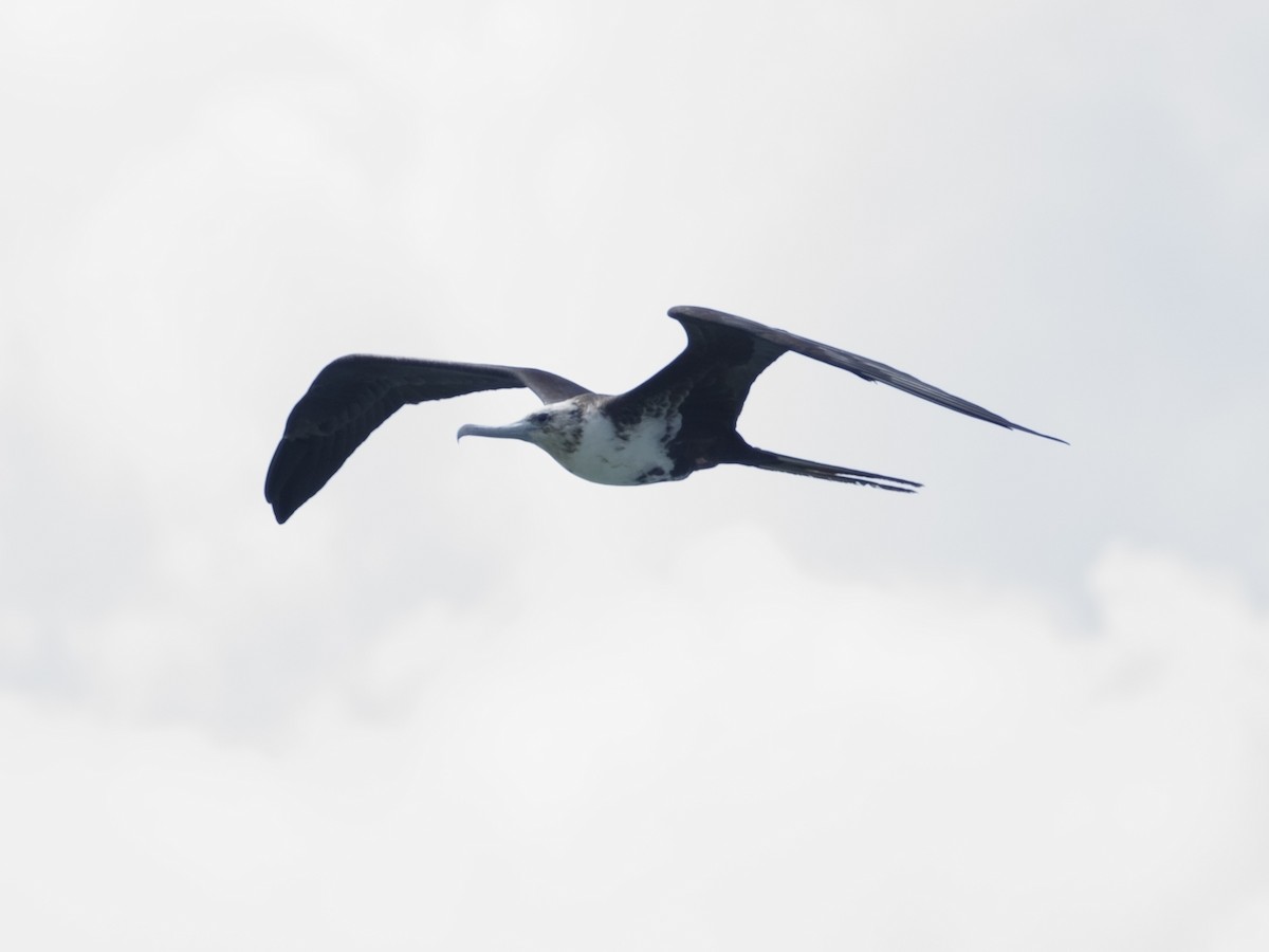 Magnificent Frigatebird - ML646575005