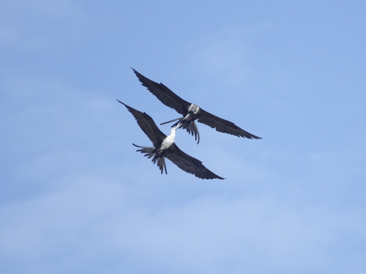 Magnificent Frigatebird - ML646575007
