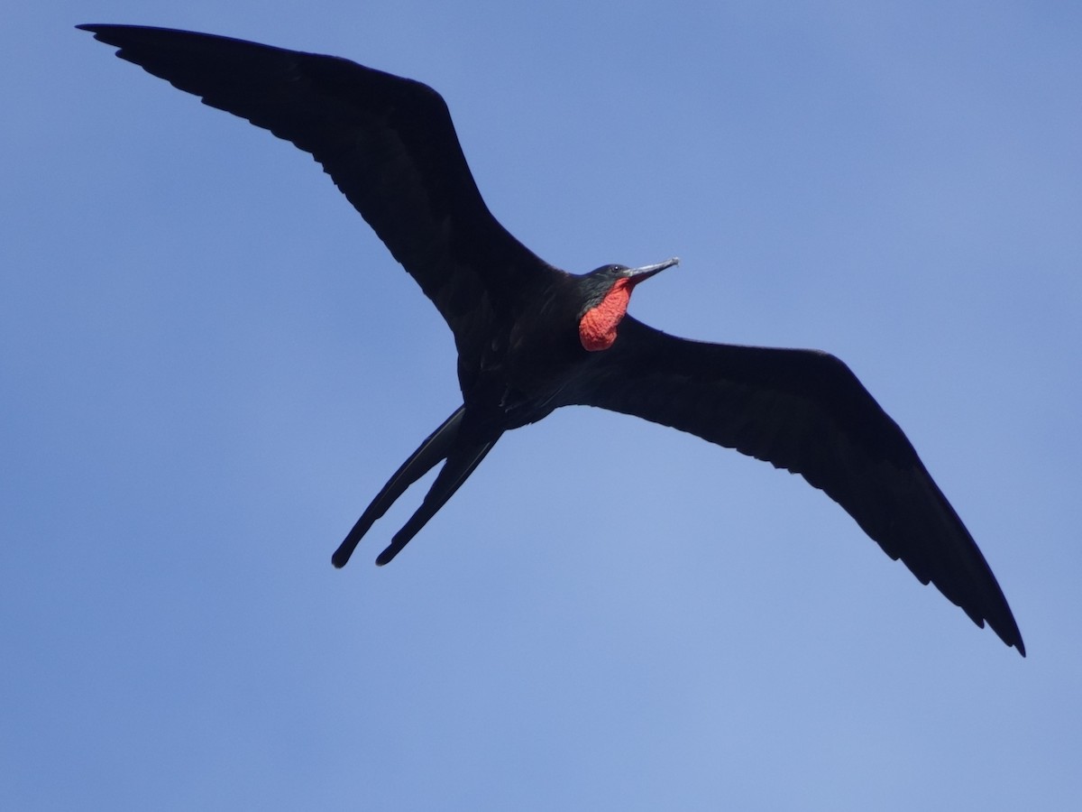 Magnificent Frigatebird - ML646575008
