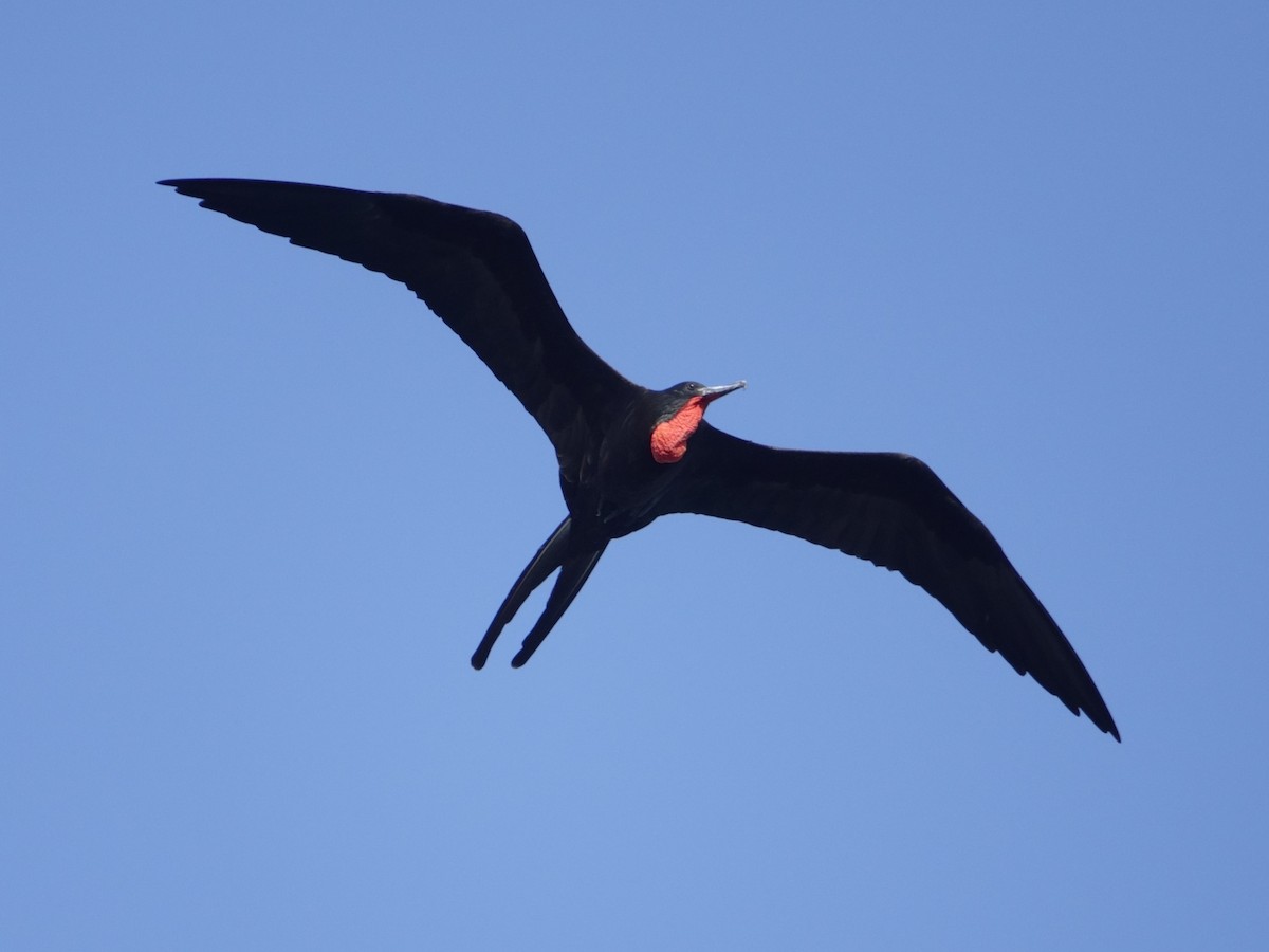 Magnificent Frigatebird - ML646575009