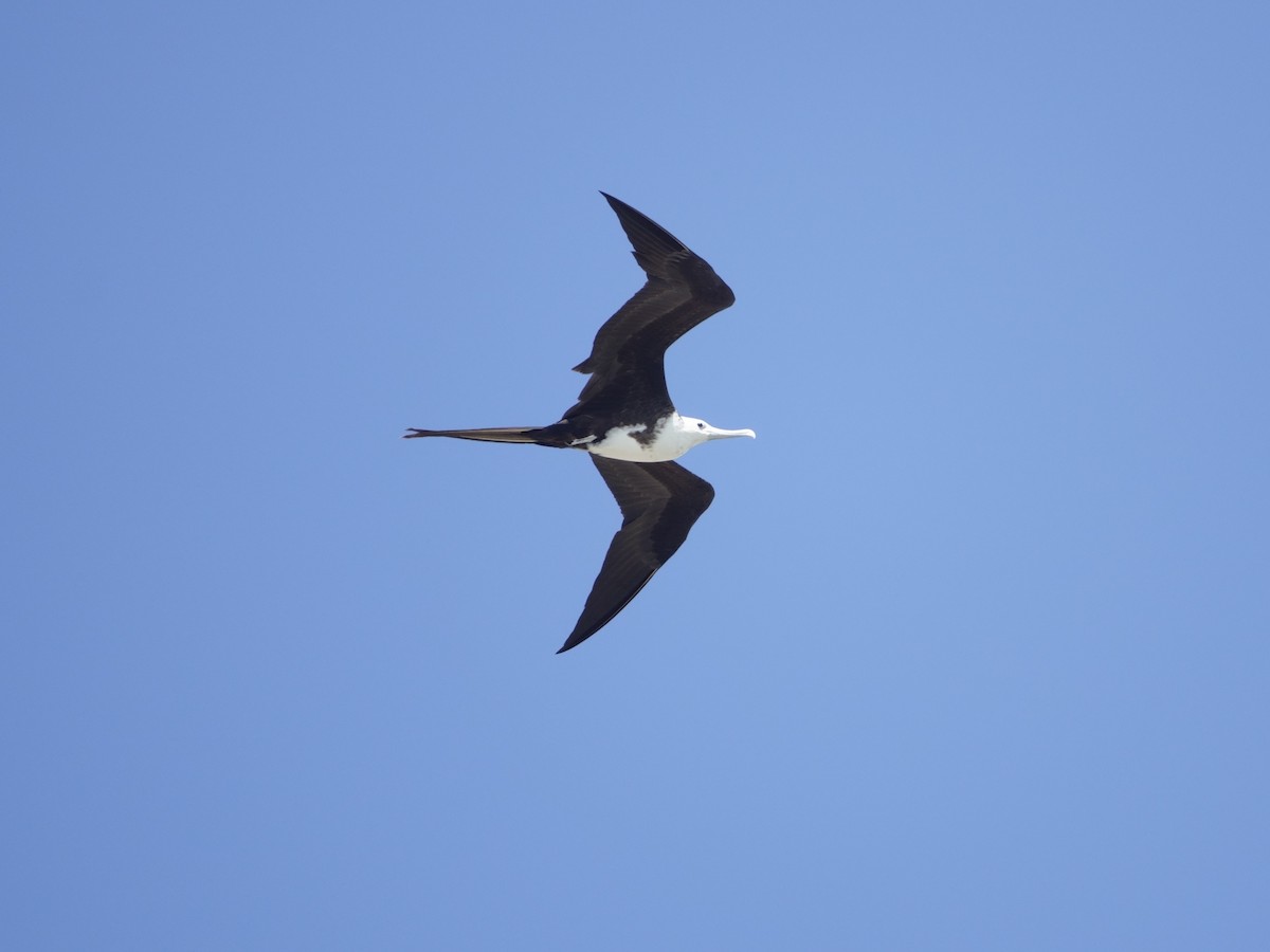Magnificent Frigatebird - ML646575011