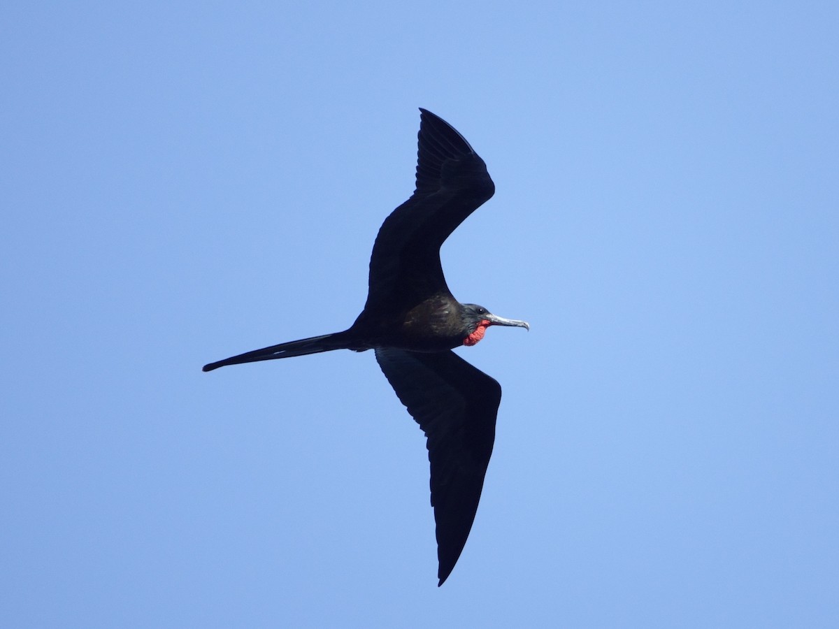 Magnificent Frigatebird - ML646575012