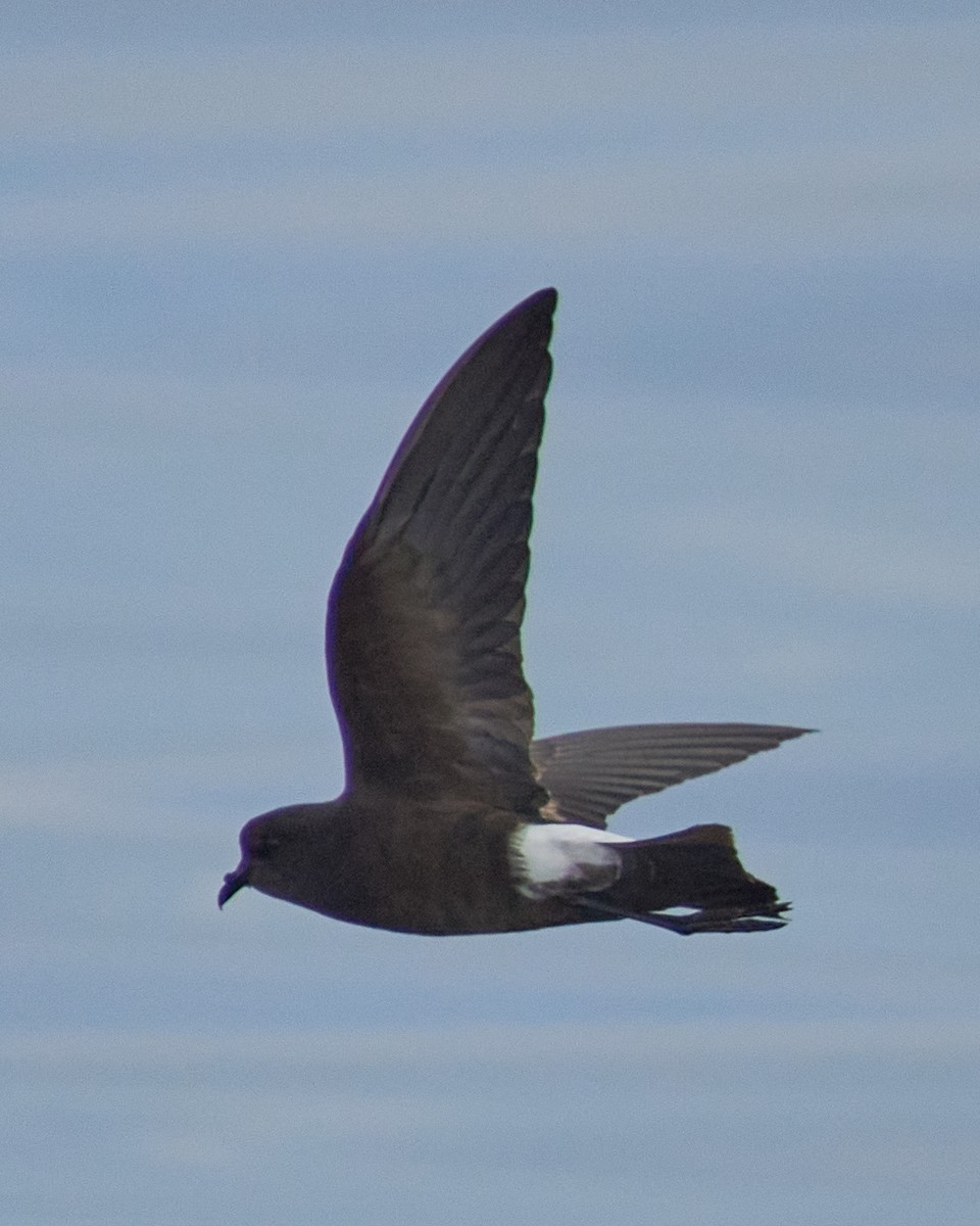 Wilson's Storm-Petrel - ML646575013