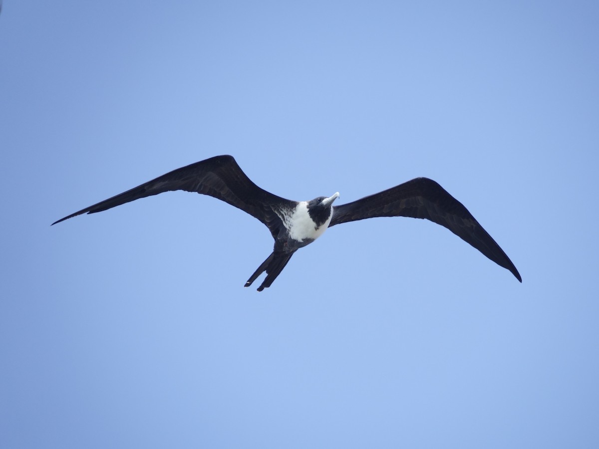 Magnificent Frigatebird - ML646575014