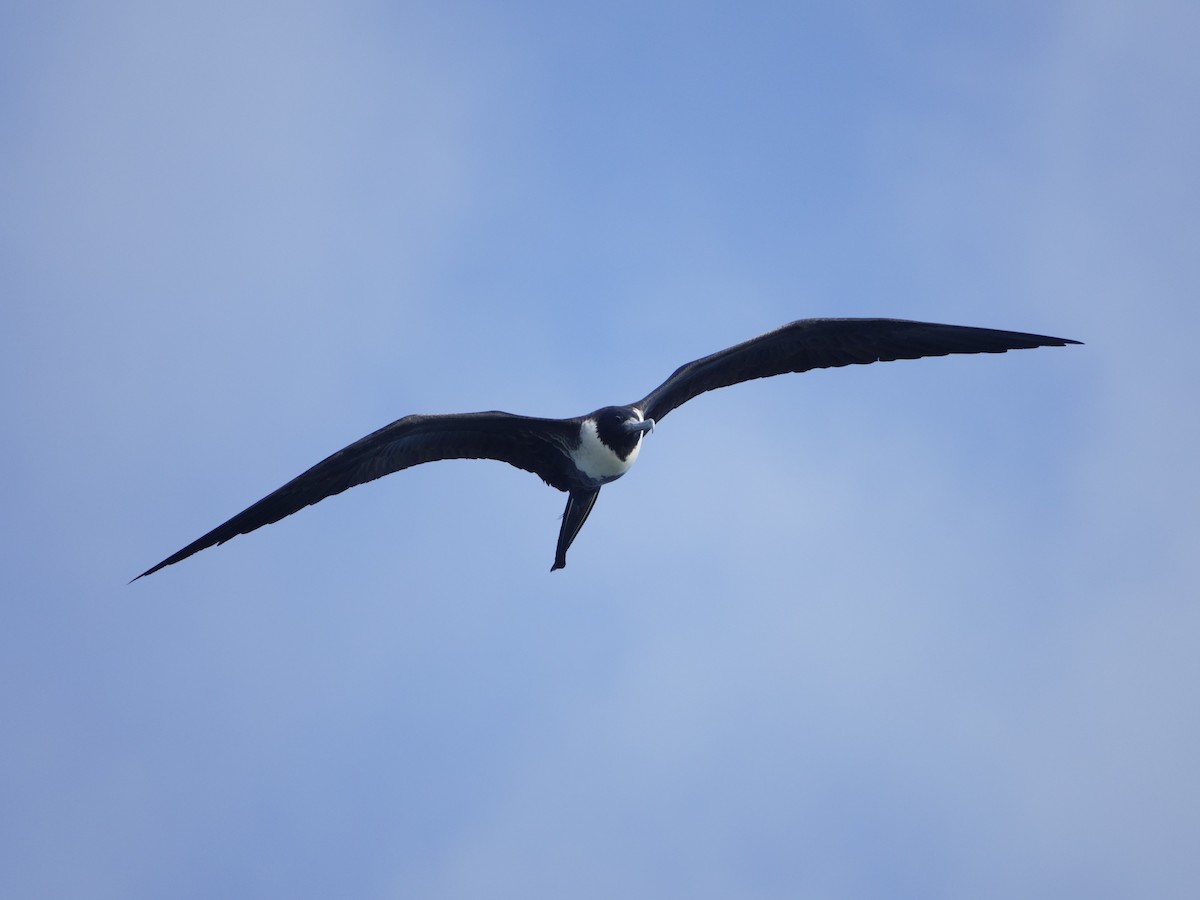 Magnificent Frigatebird - ML646575015