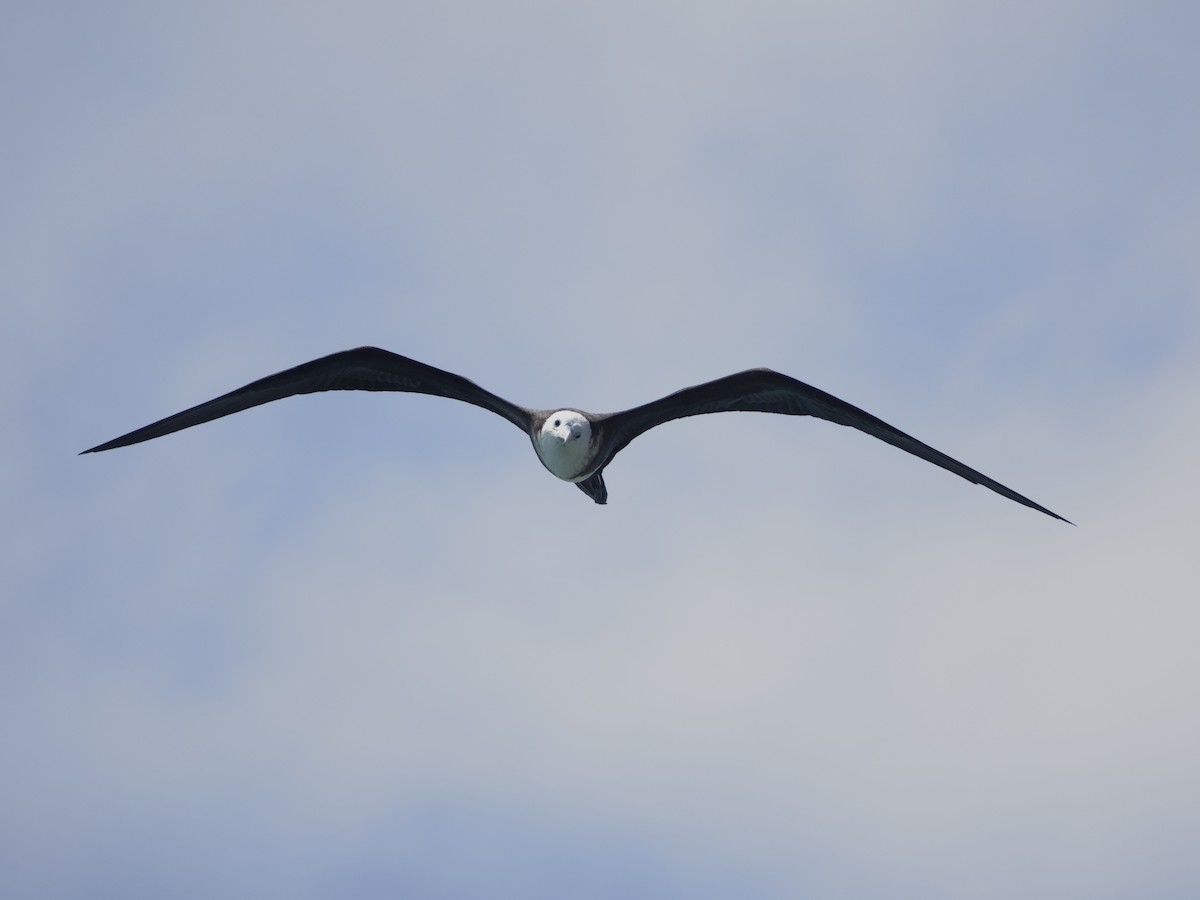 Magnificent Frigatebird - ML646575016
