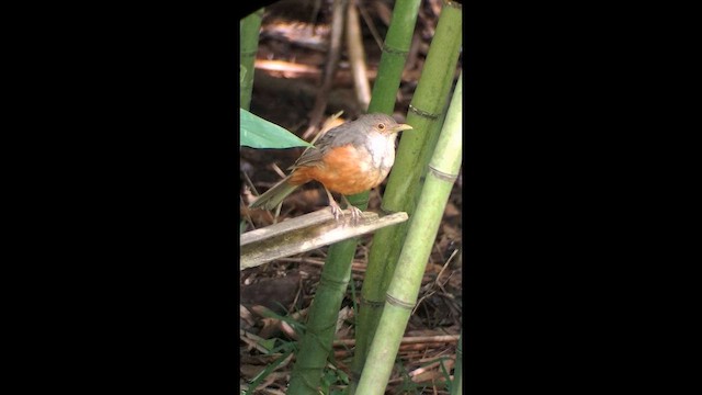 Rufous-bellied Thrush - ML646575017