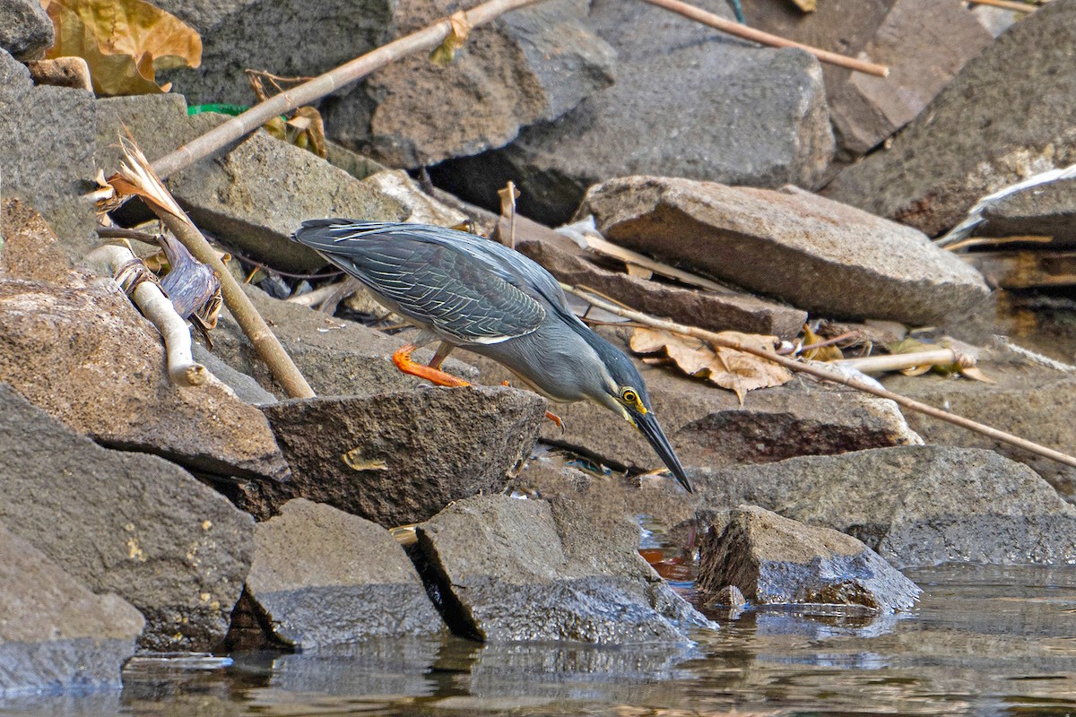 Little Heron - ML646575018