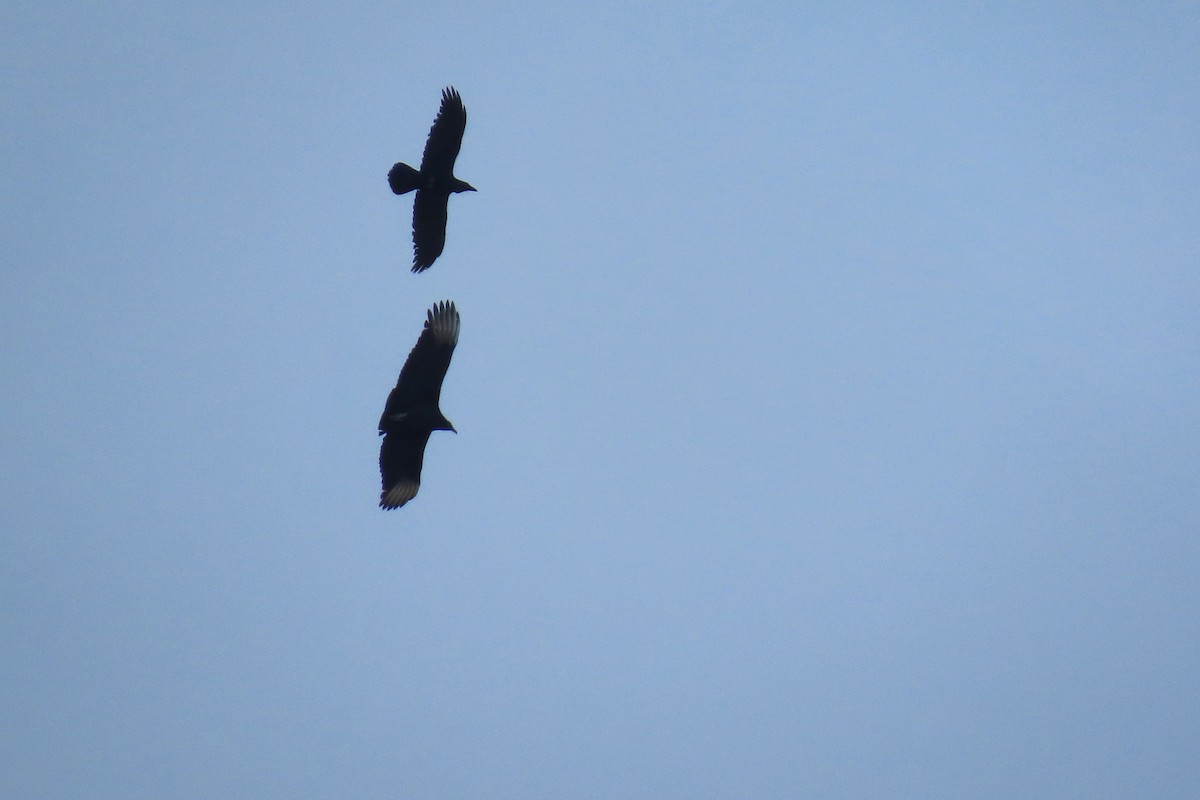 Common Raven - ML646575019