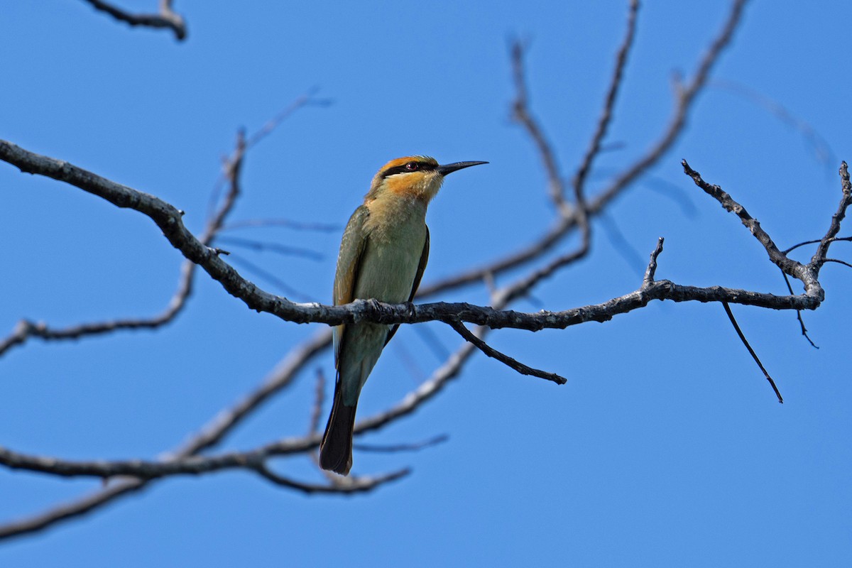 Rainbow Bee-eater - ML646575020
