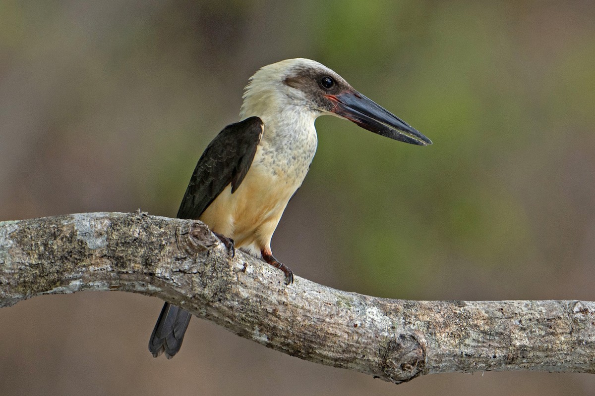Great-billed Kingfisher - ML646575021