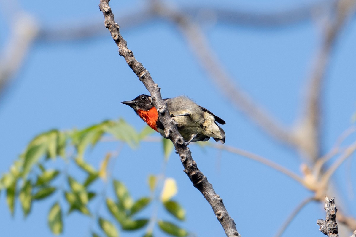 Gray-sided Flowerpecker - ML646575023