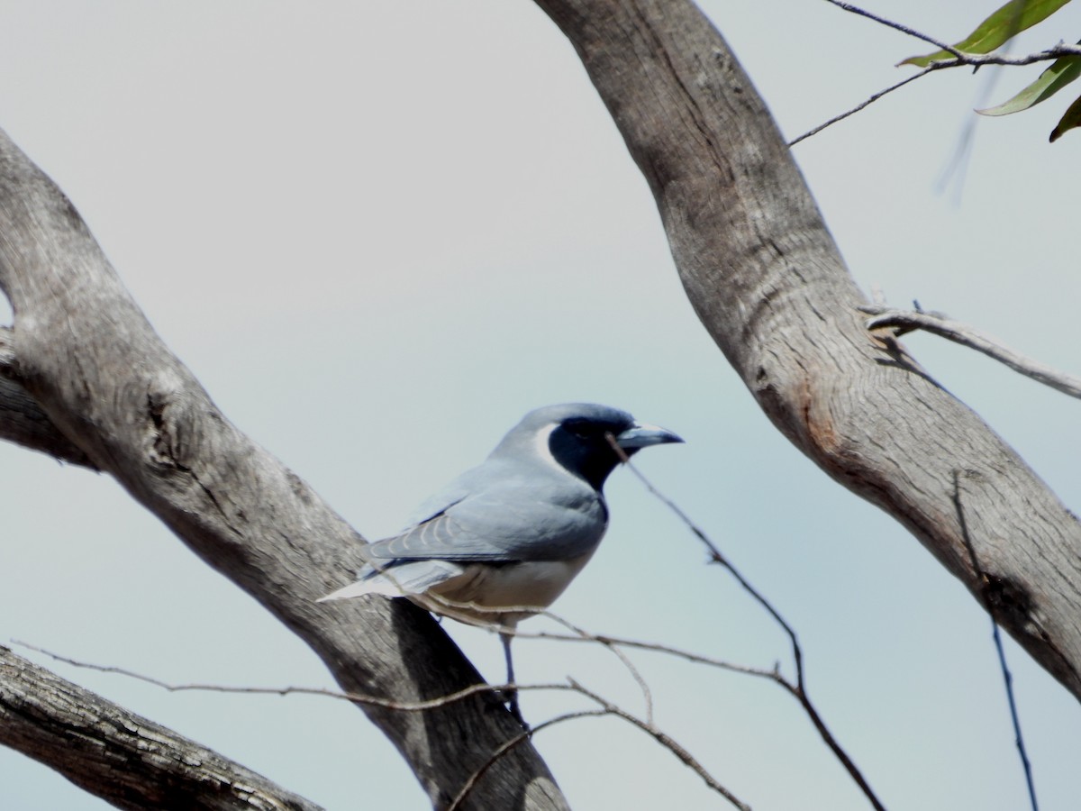 Masked Woodswallow - ML646575024