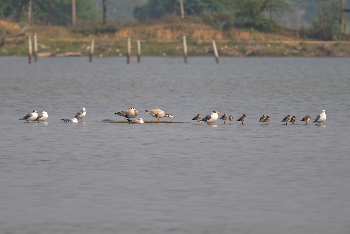 Bar-headed Goose - ML646575025