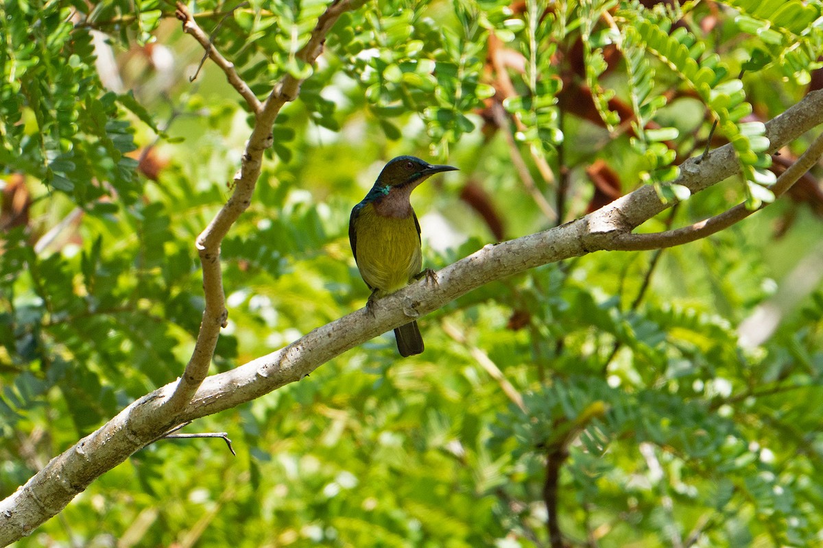 Brown-throated Sunbird - ML646575026