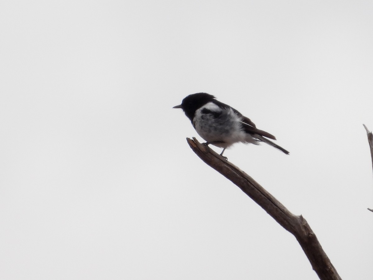 Hooded Robin - ML646575027