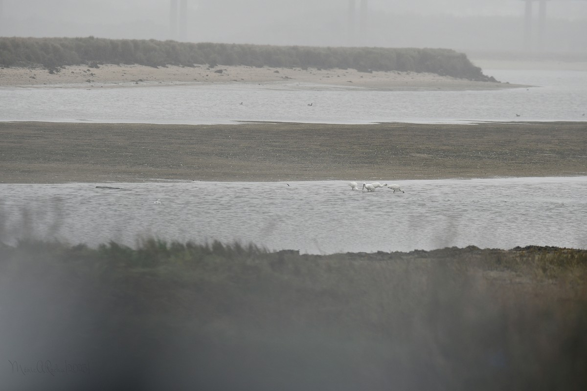 Eurasian Spoonbill - ML646575029