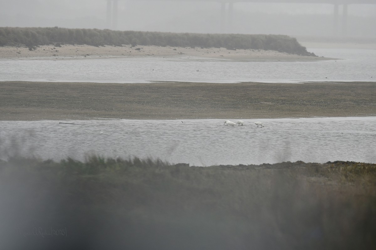 Eurasian Spoonbill - ML646575030