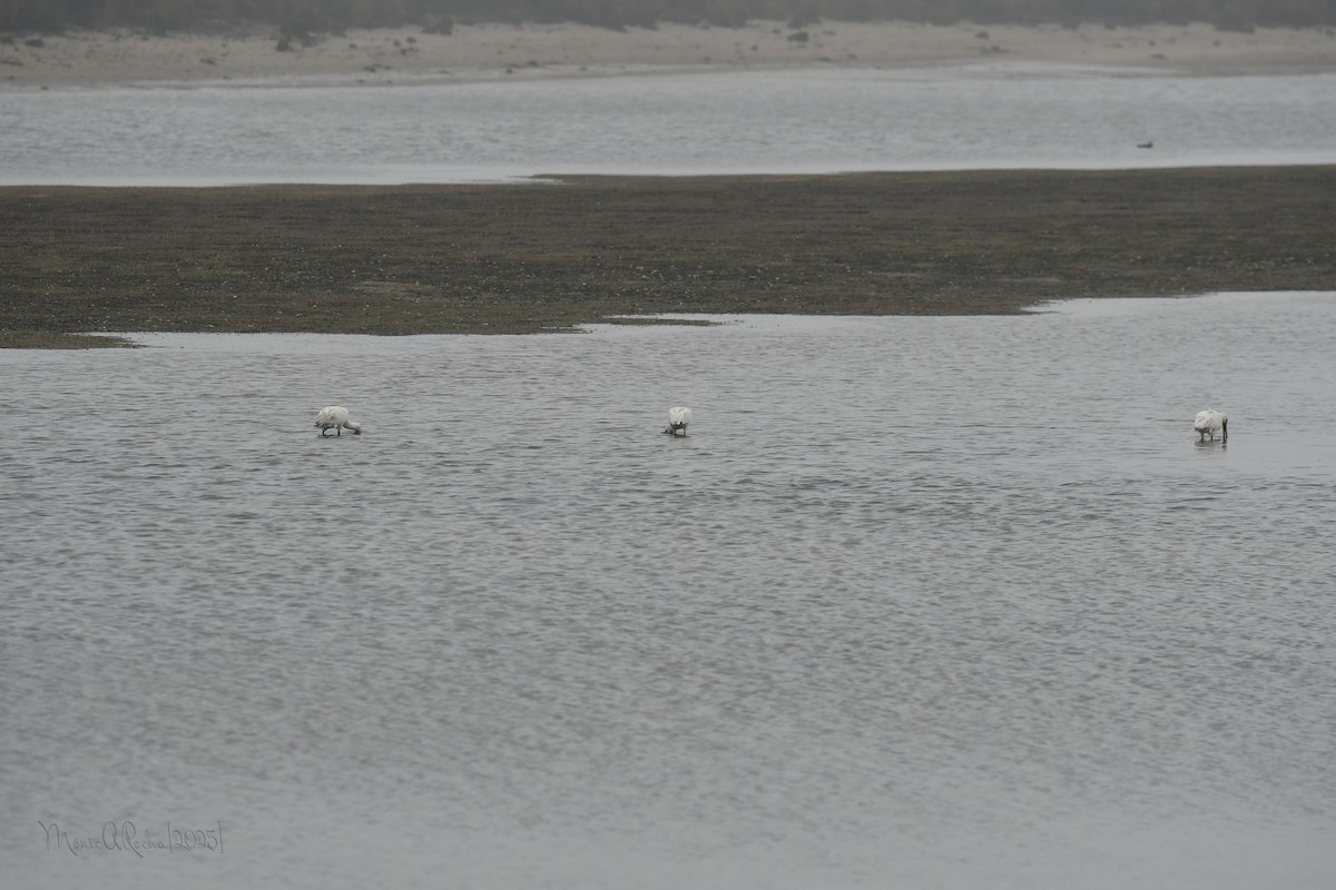 Eurasian Spoonbill - ML646575031
