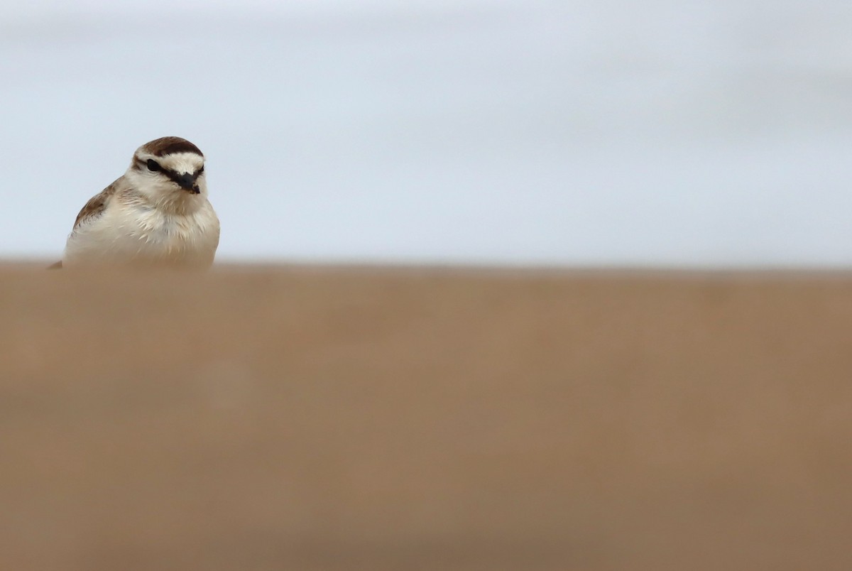White-fronted Plover - ML646575033