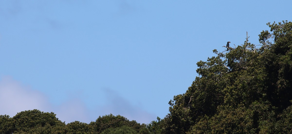 Trumpeter Hornbill - ML646575034