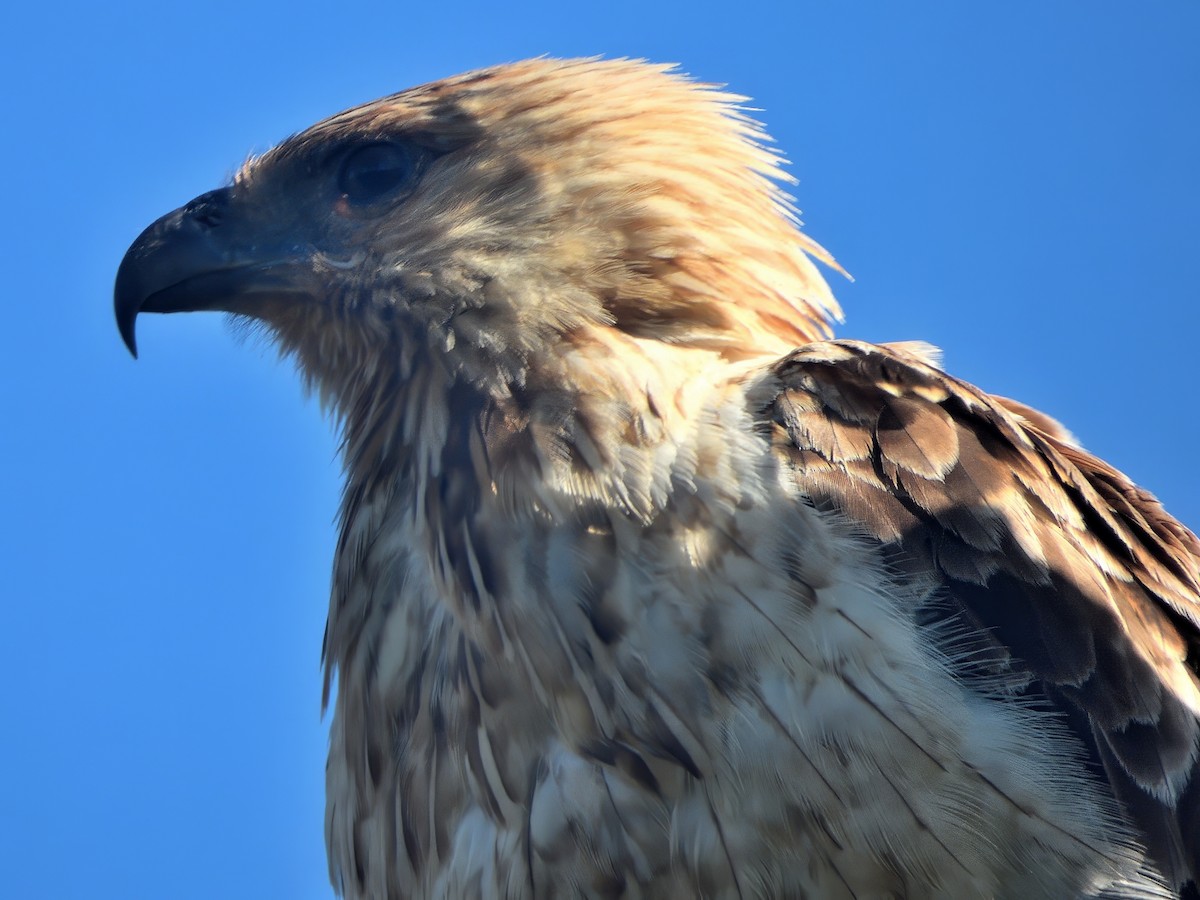 Whistling Kite - ML646575036