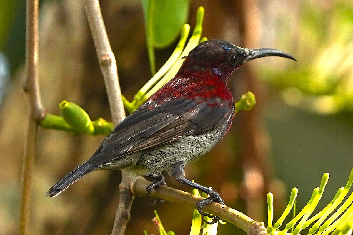 Сіпарая вогниста - ML646575037