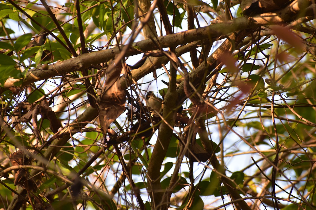 Куртник чорнолобий - ML646575040