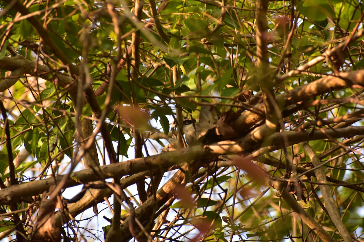 Куртник чорнолобий - ML646575041