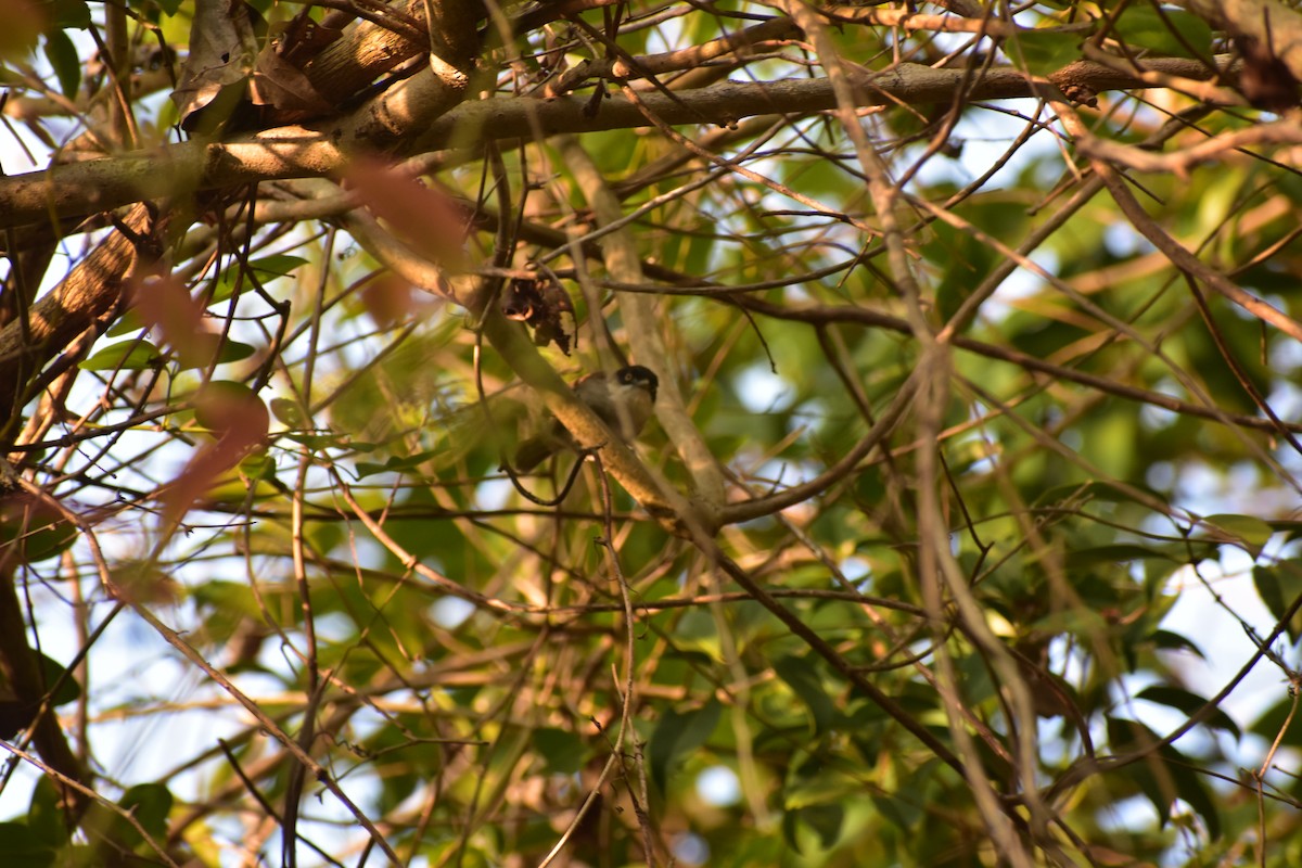 Куртник чорнолобий - ML646575042