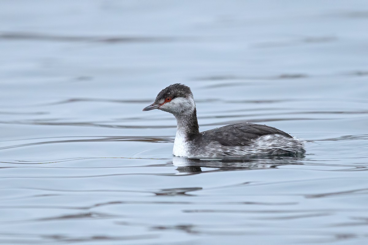 Zampullín Cuellirrojo - ML646575043