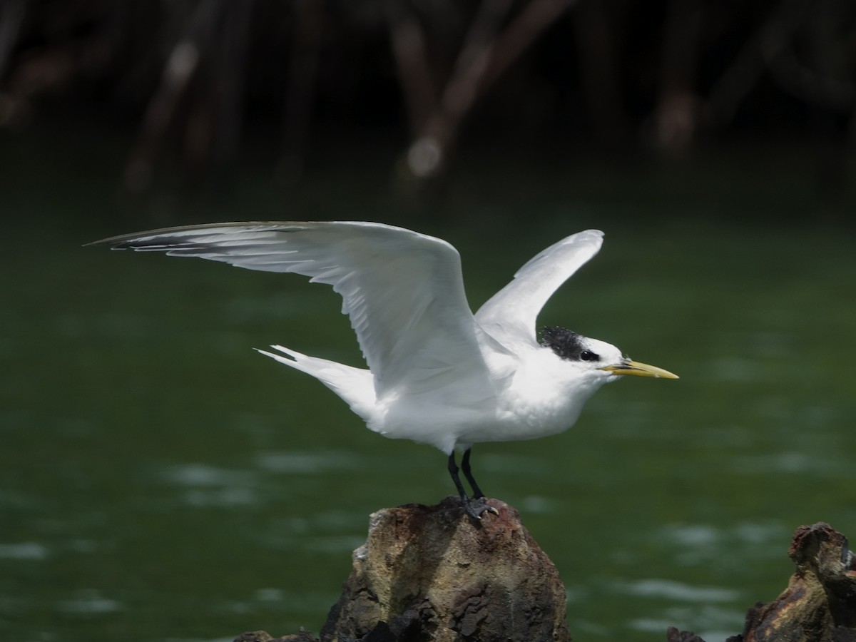 Крячок рябодзьобий - ML646575047