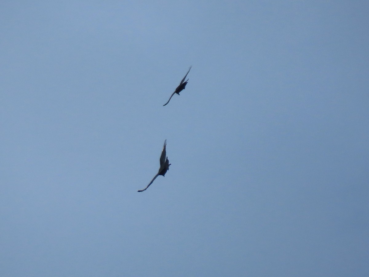 Крук звичайний - ML646575054