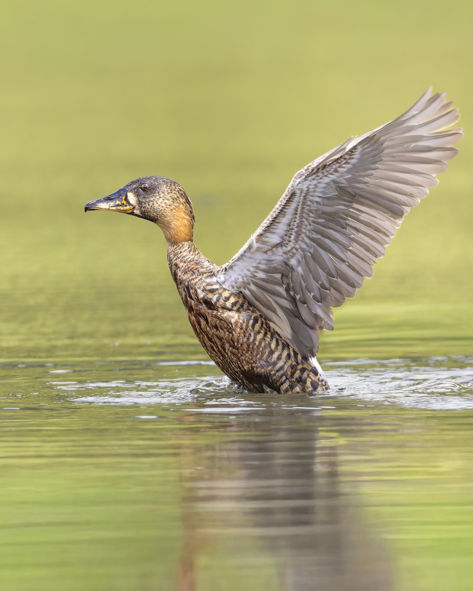 Стромярка - ML646575055