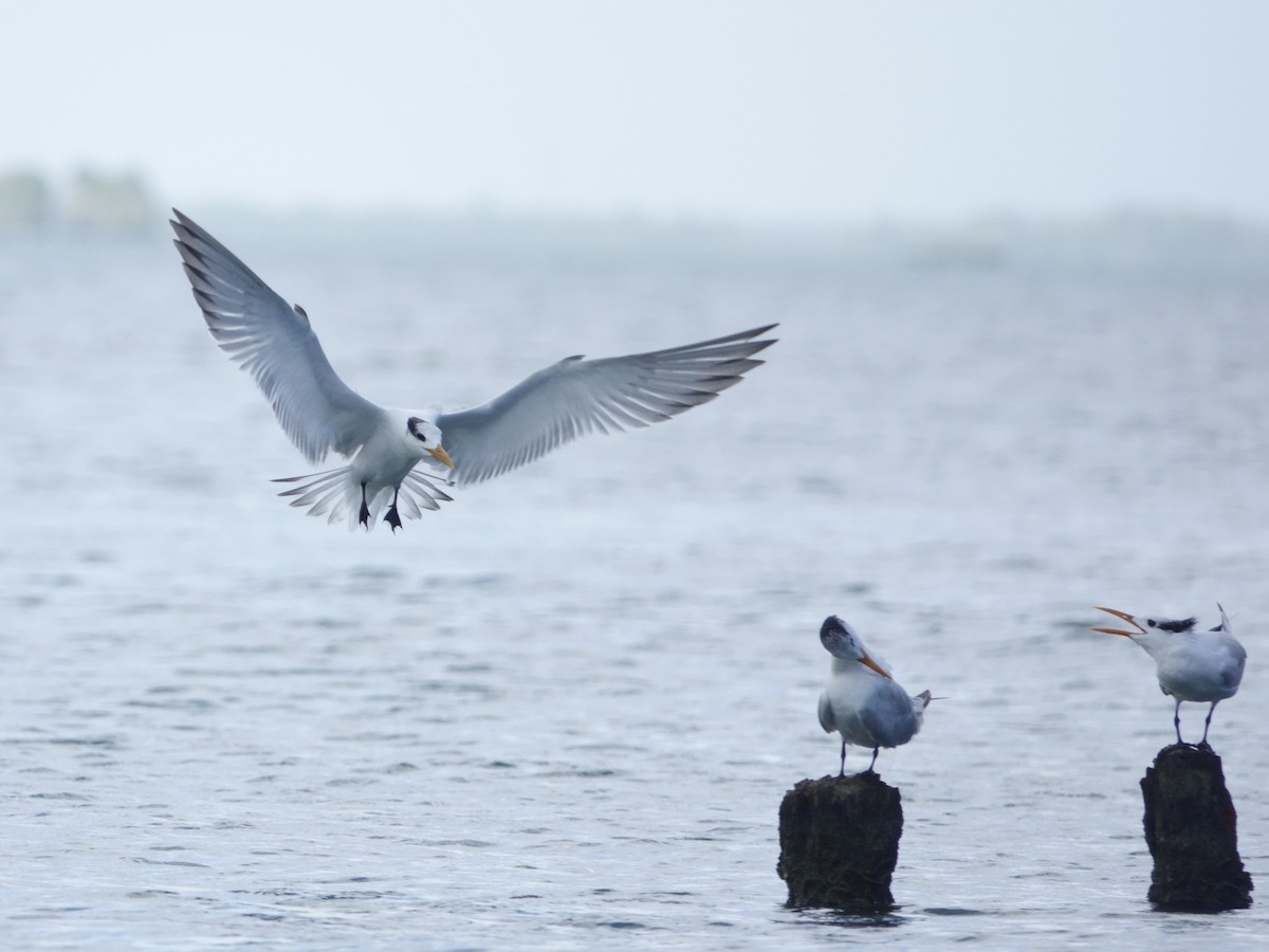 Крячок королівський - ML646575060