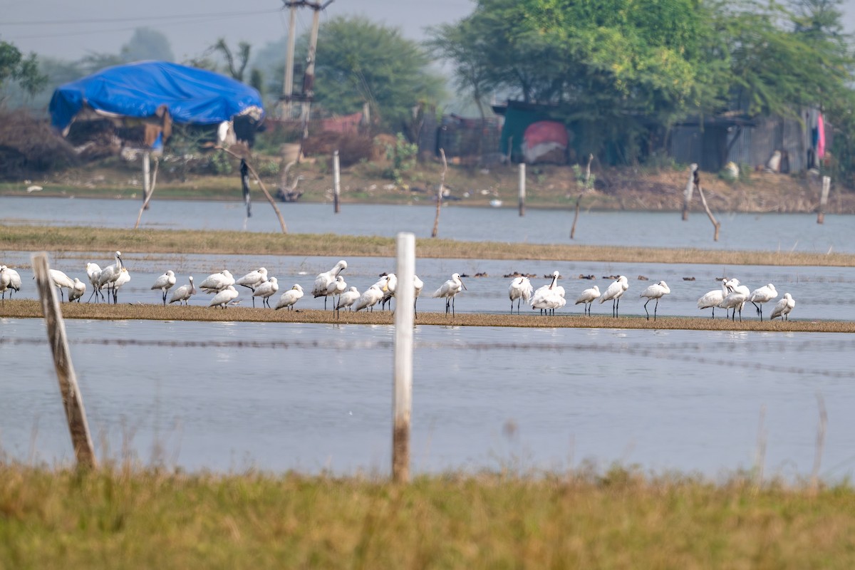 Косар білий - ML646575067