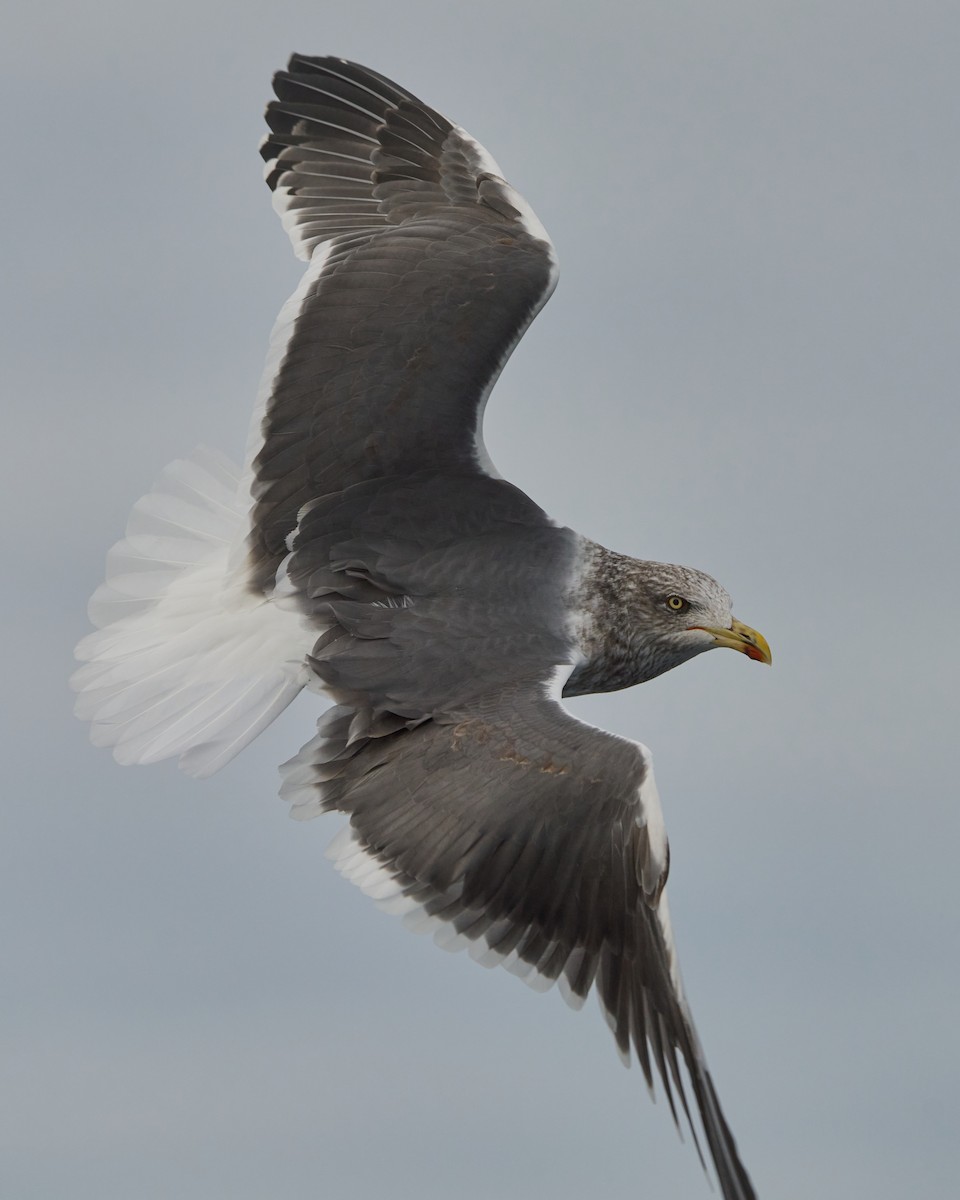 Мартин чорнокрилий - ML646575069