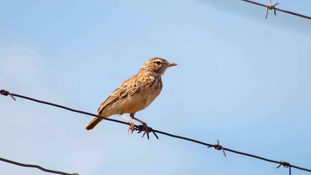 ハヤシヤブヒバリ - ML646575073