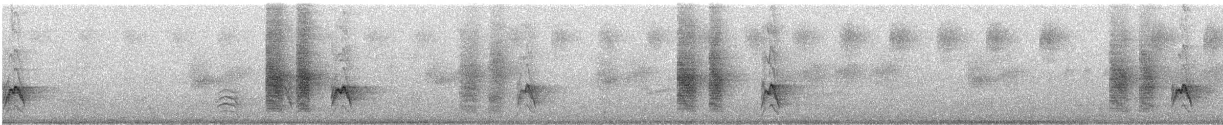 svartryggvarsler - ML646575074