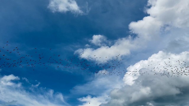 Свистач філіпінський - ML646575075