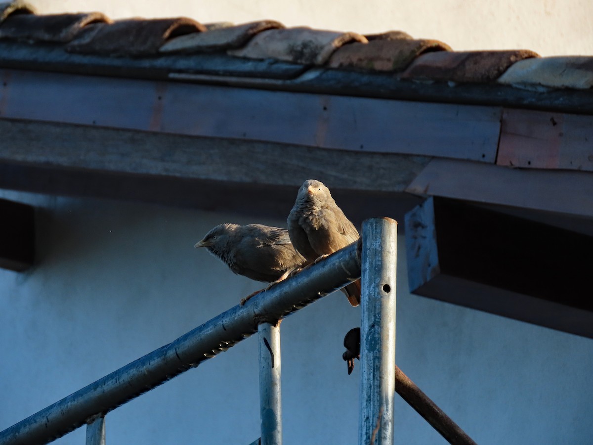 Yellow-billed Babbler - ML646575076